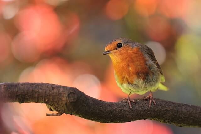 The Robin – Britain's Favourite Bird